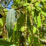 Boehmeria penduliflora Foglia