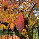 Prunus sargentii Leaf