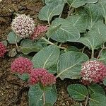 Asclepias solanoana Plante entière