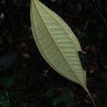 Miconia acuminata Leaf
