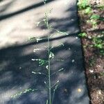 Milium effusum പുഷ്പം