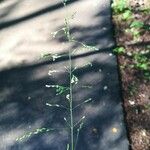 Milium effusum Flower