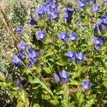 Gentiana calycosa Агульны выгляд