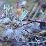 Salix pyrenaica Pokrój