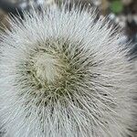 Cleistocactus hyalacanthus Inny