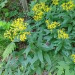 Senecio ovatus Habit