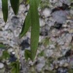 Grindelia lanceolata Φύλλο