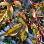 Rosa abietina Leaf