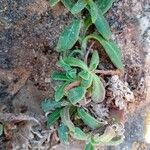 Calendula suffruticosa Hoja