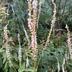 Bistorta amplexicaulis Floare
