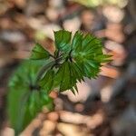 Salvia lyrata Sonstige