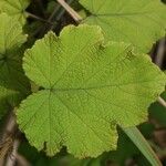 Rubus alceifolius Liść