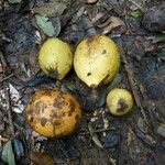 Picralima nitida Fruto