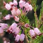 Erica multifloraFlower