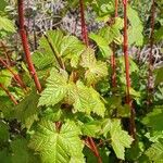 Acer glabrum Bark