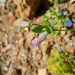 Silene behen Blüte