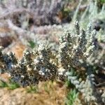 Artemisia pycnocephala Цвят