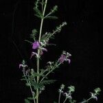Pedicularis gracilis Yeri