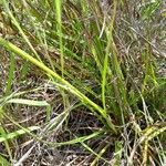 Cyperus niveus Φύλλο