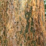 Bursera simaruba പുറംതൊലി