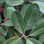 Photinia arbutifolia পাতা