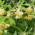 Elaeagnus multiflora ᱵᱟᱦᱟ
