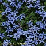 Lobelia pedunculata Flower
