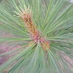 Pinus taeda পাতা