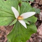 Trillium ovatum 叶