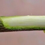 Salix hastata Bark