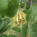 Fraxinus latifolia List