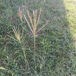 Bothriochloa ischaemum 形态