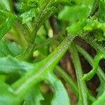 Senecio squalidus Bark