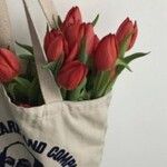 Tulipa gesnerianaЦвят