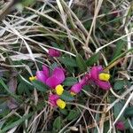 Polygala chamaebuxus Virág