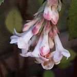 Viburnum × bodnantense Kwiat