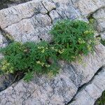 Alchemilla hoppeana Leaf