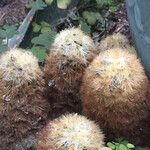 Mammillaria carmenae Hoja