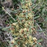Asparagus horridus Kvet
