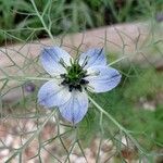 Nigella sativa Flor