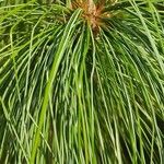 Pinus bhutanica Leaf