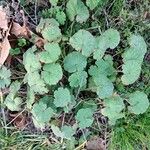 Geranium rotundifolium Habitus