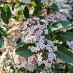 Viburnum rugosumFlors