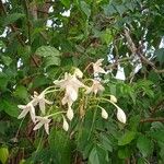 Millingtonia hortensis Blüte