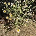 Erigeron pumilus ᱵᱟᱦᱟ