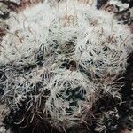 Mammillaria crinita Hábito