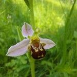 Ophrys apiferaFlower