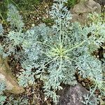 Seseli gummiferum 葉