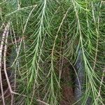 Melaleuca armillaris Blad