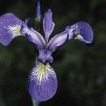 Iris virginica Květ